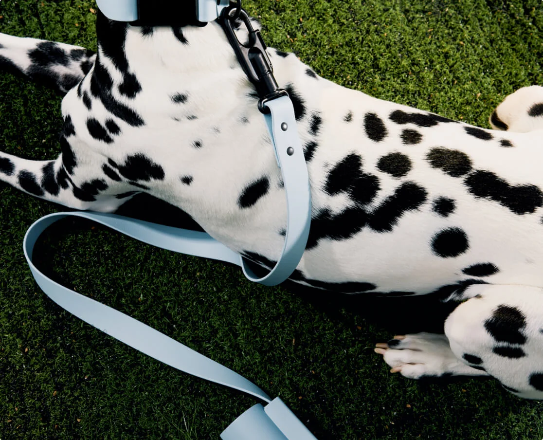 Shop all Fable pet products