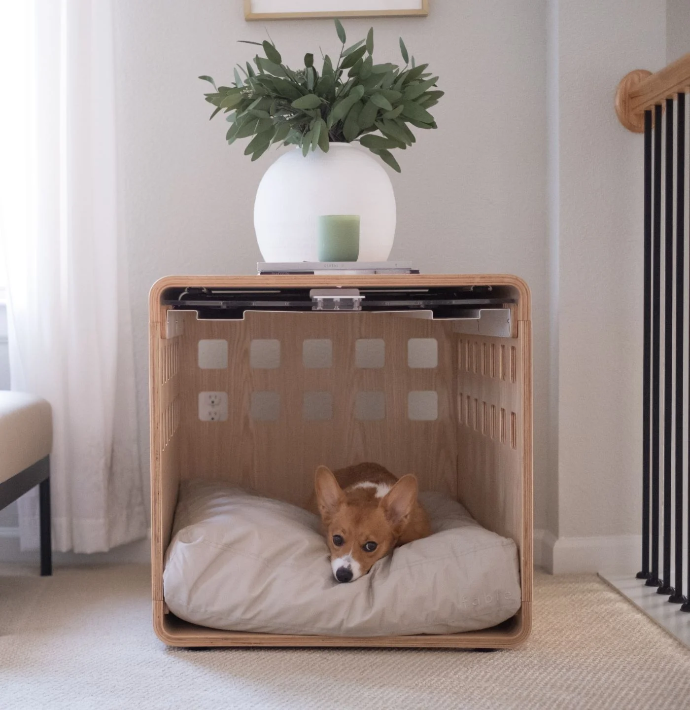 Fable Pets dog resting in crate
