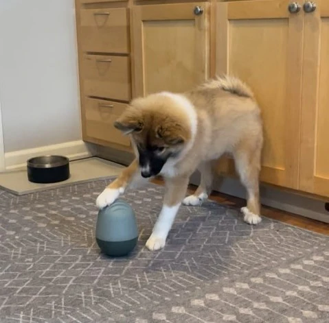 Dog playing with Fable toy