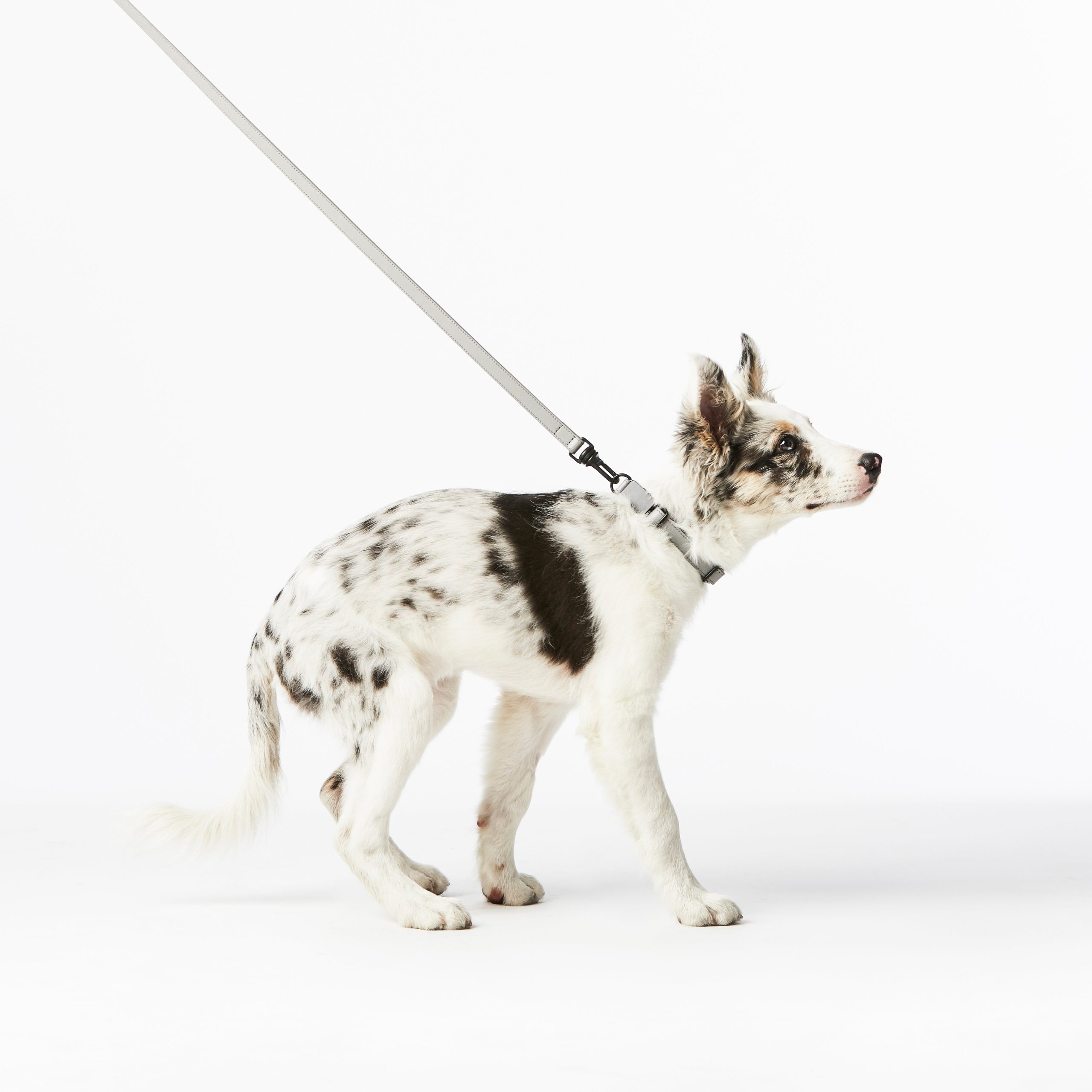Leather Leash - Image 21