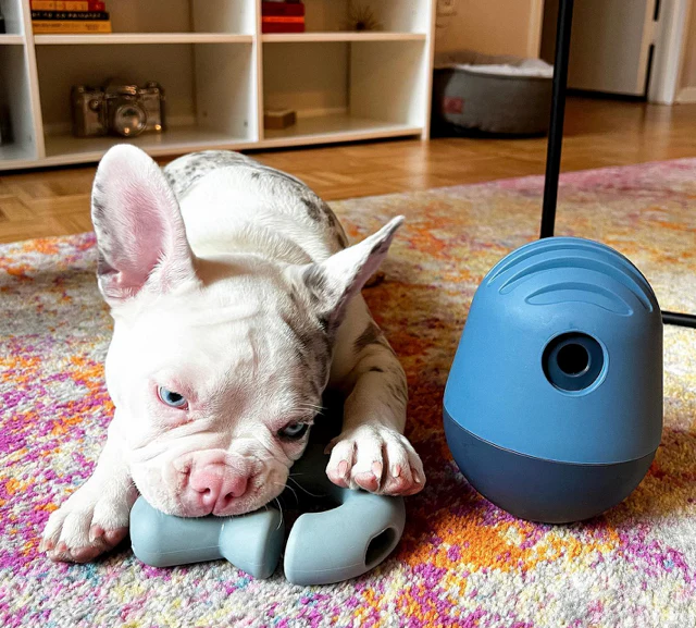 Dog playing with Fable product