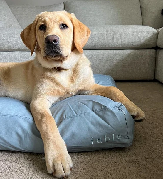 Dog resting on Fable bed