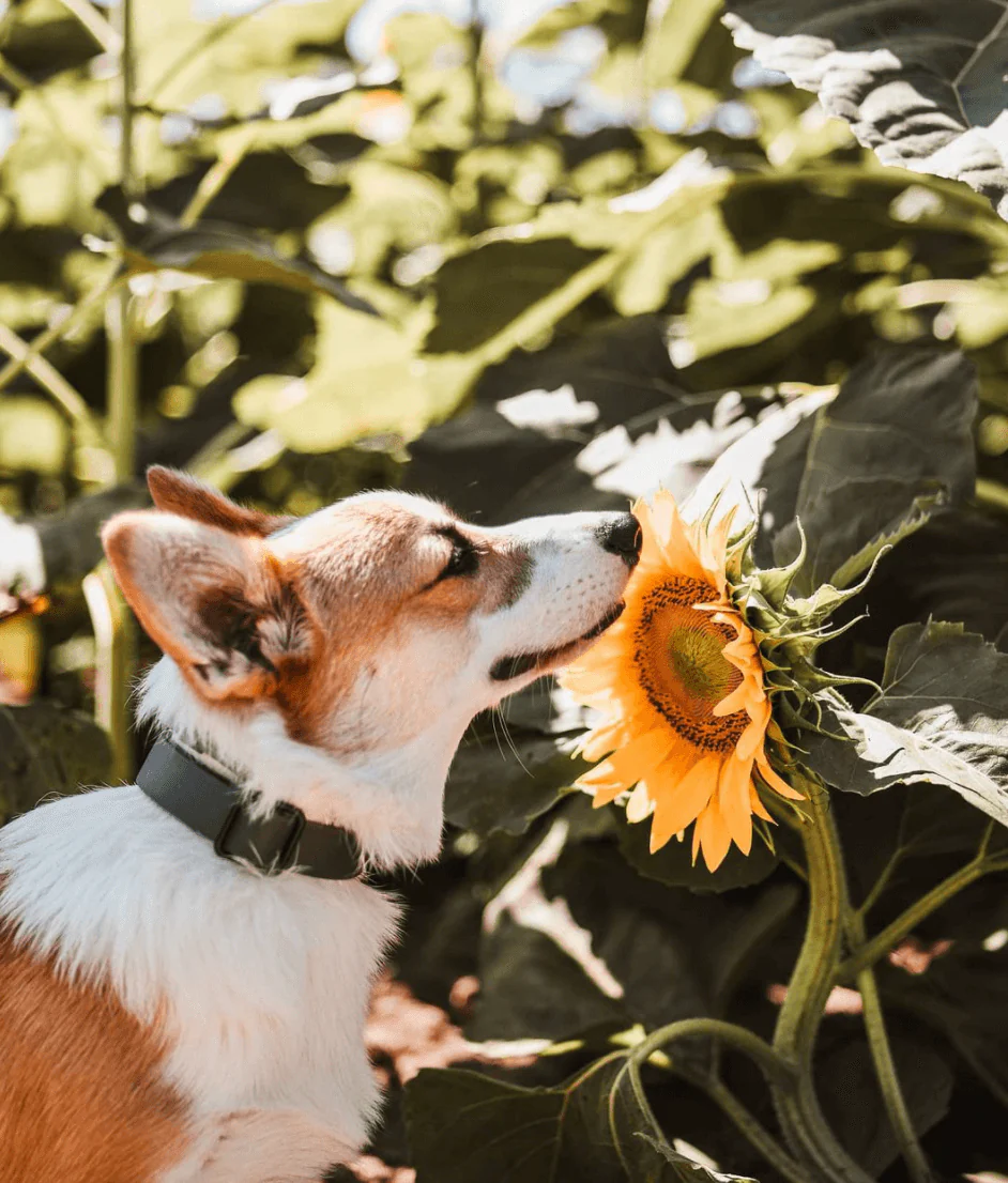 Dog outdoors