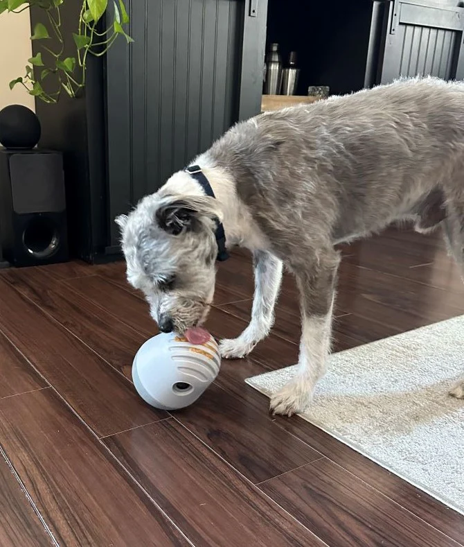 Dog playing with Fable toy