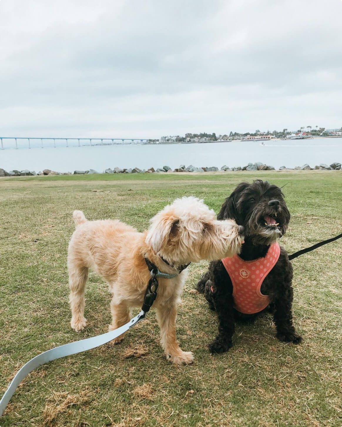 Signature Leash - Image 6