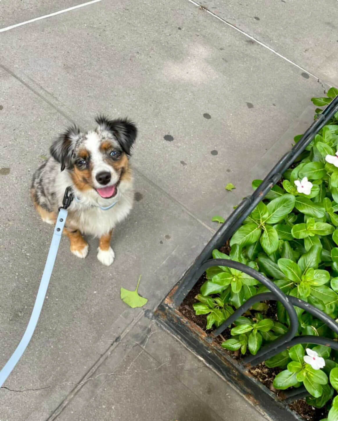 Signature Leash - Image 5