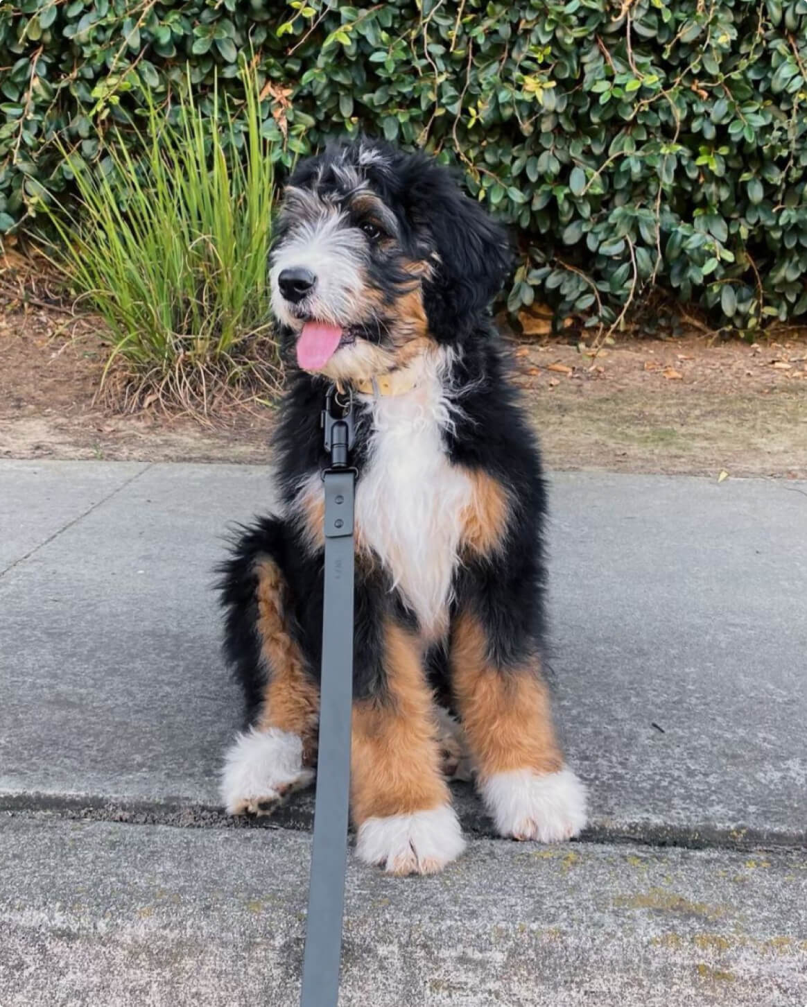 Signature Leash - Image 18