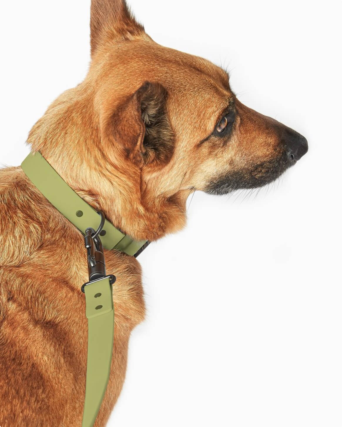 Signature Leash - Image 25